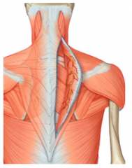 spinal accessory nerve (CN XI)


 


C3 & C4