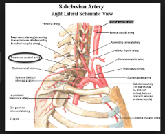 MAJOR: superficial branch of the transverse cervical artery