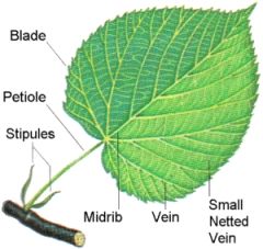 central vein of a leaf	