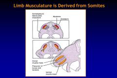 There are 3 key tissues that come together to form the limb: (1) Somatopleuric lateral plate 
mesoderm forms bones, tendons, ligaments and vasculature, (2) somites form muscle and (3) neural 
crest cells form pigment cells and Schwann cells. Rem...
