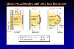 How does Fgf10 work to signal limb bud induction?