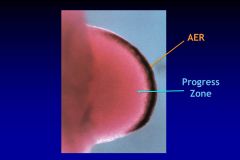 Maintaing limb development and actually forming the limb tissues are the result of two Mesenchymal-Epethelial Rxns. What is the APICAL ECTODERMAL RIDGE and the PROGRESS ZONE, and what are they responsible for?