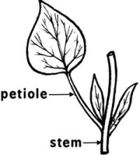 stalk		by which a leaf is attached to a stem; leafstalk