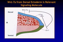 What da faq does Wnt-7a from the dorsal ectoderm do?
