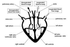 Diagram of the Heart