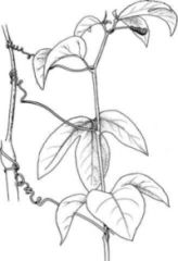 twining, thread-like modified leaf or stem