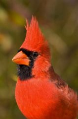 Shape of a cone; wide then to a point - for seed eaters


Cardinal