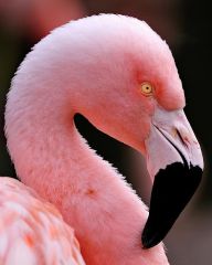 Deflected at an angle


Flamingo