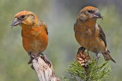 The tips of the mandibles cross each other; eats spruce and pine cones


Crossbill