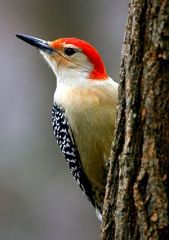 The tip of the bill is beveled


Woodpecker