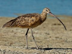 The bill curves downward


Curlew, creeper