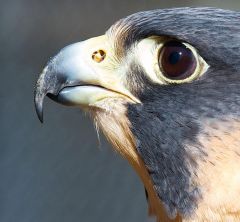 Has a "tooth" near the base of the mandible


Falcon