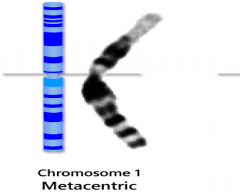 Kromosom, hvor centromeret sidder midt på kromosomet.