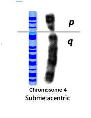Kromosom, hvor centromeret er placeret mod den ene ende af kromosomet, således at det deler kromosomet i en kortere og en længere arm.