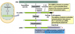 -3' end of mRNA is modified with the addition of a poly(A) tail
-cleavage + polyadenylation
-AAUAAA (consensus region) represents recognition site in pre-mRNA
-3' end is cleaved 11-30 nucleotides from AAUAAA
-multiple adenine residues (50-250) are...