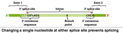 -introns = common in eukaryotic genomes: nuclear, mitochondrial, and chloroplast 
-nuclear-derived pre-mRNA: need 3 consensus sequences for splicing
1. 5' splice site: GU (5' end of intron)
2. 3' splice site: AG (3' end of intron)
3. branch point:...