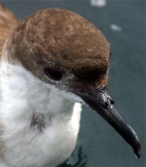 At ends of short prolongations


Shearwater