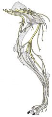 What important nerve branches off the femoral nerve?
What is its role?
What muscles does it innervate?