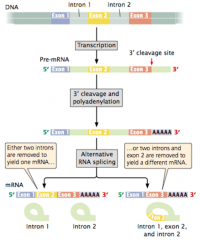 -same pre-mRNA processed different ways