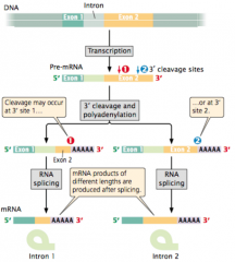 -3' cleavage site before polyadenylation (because transcription goes past end point)
-2+ 3' splice sites exist in last exon
-creates pre-mRNA of different lengths