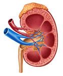 Describe a diagram of a kidney: