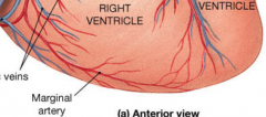 Right Ventricle 


 


and


 


Apex of the Heart