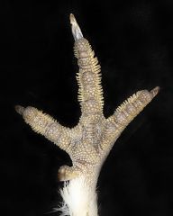 Fringes on toes; gives friction


Ruffed grouse (winter plumage)