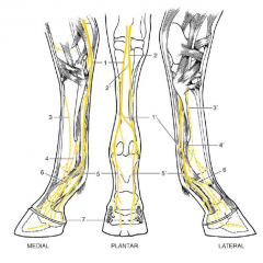 How does innervation of the foot in equine differ from other species?