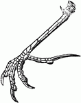 Long, straight, and sharp-pointed


Horned lark