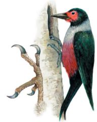 Extremely curved and sharp


Woodpecker