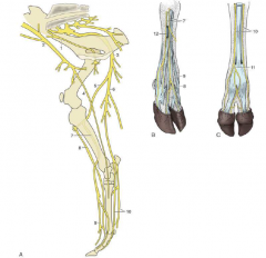 How does innervation of the foot in the bovine differ from other species?
