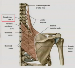 Anatomy - Superficial & Intermediate Back Muscles 1 Flashcards - Cram.com