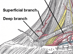transverse cervical artery (deep branch) [subclavian]