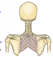 Proximal - C7-T1 spinous processes


Distal - Root of scapular spine


 


Proximal - T2-T5


Distal - medial border of scapula
