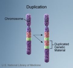 Tilstedeværelse af et ekstra kopi kromosomstykke. 


Dette kromosomstykke er en kopi af en del af kromosomet. 


 


 