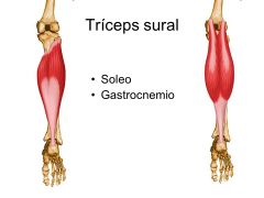 tríceps sural