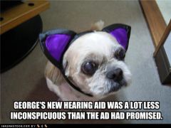 False (it is permanent, and most animals don't tolerate hearing aids).