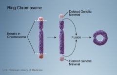 Et kromosom brækker to steder og enderne af kromosomarmene fusionerer sammen og danner en ringstruktur.


 


 