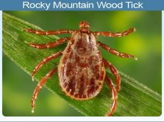neurotoxin in saliva (common with dog tick, and rocky mountain wood tick) cats are resistant to this.