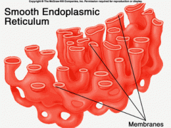 Endoplasmic Reticulum Smooth