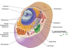 Lysosomes


They are located in the cytoplasm, and are known as the stomach of the cell, the "suicide sac."