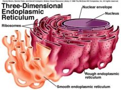 Endoplasmic Reticulum SMOOTH