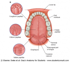 THE TASTE SYSTEM
Anterior Surface.

Consists of 3 types of taste papillae (bumps), on which some taste buds are located: 



(i) Filliform papillae: No taste buds here.
(ii) Fungiform papillae: Mushroom shaped structures. Located at the front of t...