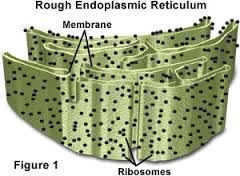 Endoplasmic Reticulum Rough