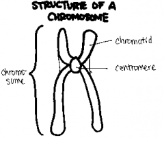 The centromere is where the chromosome is attached