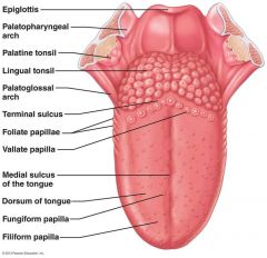 THE TONGUE
The tongue is made up of muscles covered by mucous membranes. 



These muscles are attached to the lower jaw and hyoid bone, which is located just above the larynx.



Hyoid bone anchors the muscles of the tongue (it is the only bone i...