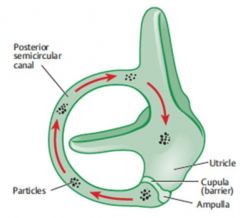 Disturbance within the inner ear. The inner ear has fluid-filled tubes called semicircular canals. The canals are very sensitive to movement of the fluid, which occurs as you change position. The fluid movement allows your brain to interpret your ...