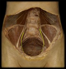 Identify the highlighted structure. From what spinal level does it originate?