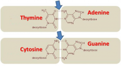1. Adenine pairs with thymine; guanine pairs with cytosine.
2. image
