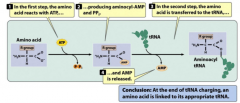 -amino acid is linked to 3' end of tRNA
-specific sequences within tRNA molecule dictate which amino acid is added
-"charged" tRNA = ready to go to ribosome
1. amino acid interacts with ATP --> CMP gets attached
2. tRNA replaces CMP on amino acid